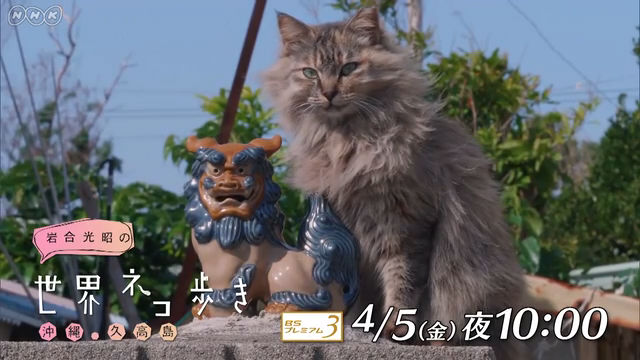 NHK『岩合光昭の世界ネコ歩き「沖縄 久高島」』