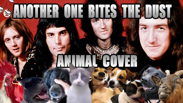 Queen - Another One Bites The Dust (Animal Cover) - Insane Cherry