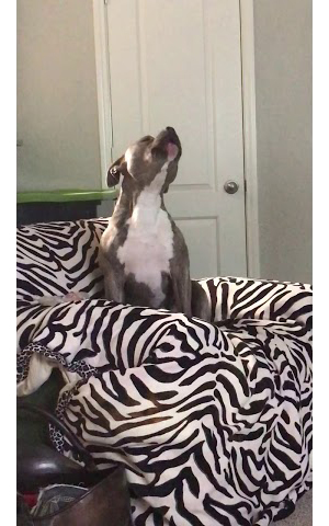 Tank the American Bully sings to his favorite country tune...Tennessee Whiskey