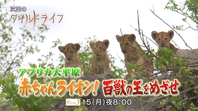 NHK『ワイルドライフ「アフリカ大平原　赤ちゃんライオン！　百獣の王をめざせ」』(c)NHK