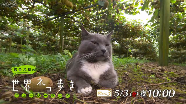NHK『岩合光昭の世界ネコ歩き「ニュージーランド」』
