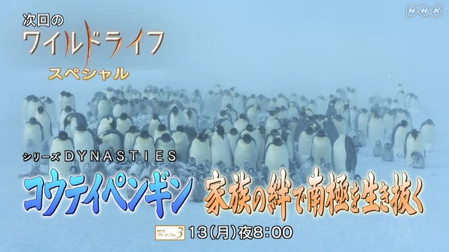 世界一過酷といわれる子育てに9か月密着 Nhk ワイルドライフ コウテイペンギン 家族の絆で南極を生き抜く 5月13日放送 Amass