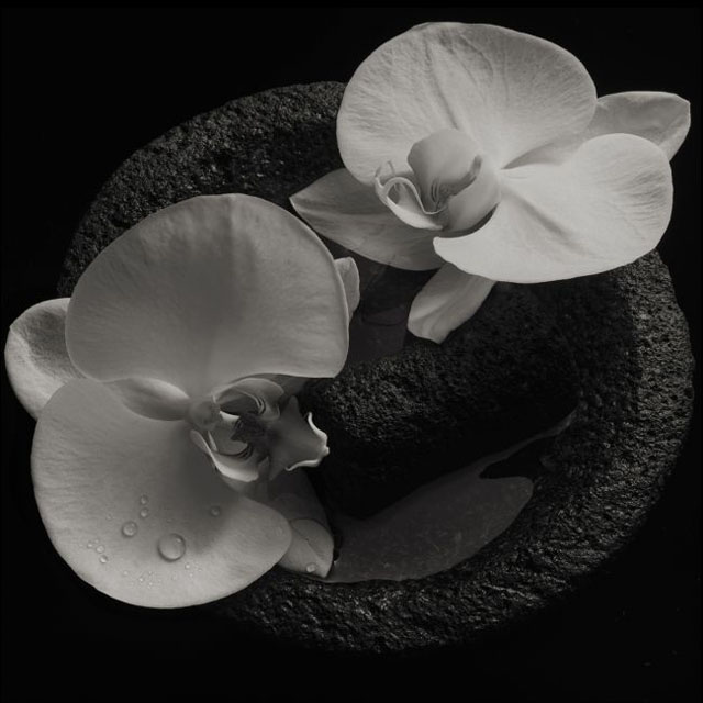 Mike Patton, Jean-Claude Vannier / Corpse Flower