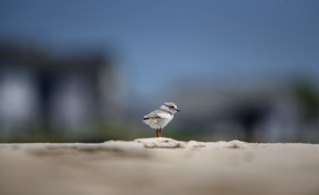 Piping Plover - CREDIT: Portland Press Herald/Getty Images
