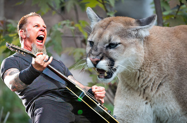 Cougar vs Metallica