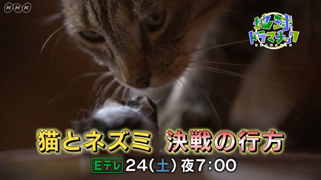 NHK『地球ドラマチック「猫とネズミ 決戦の行方」』