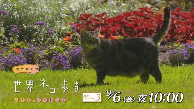 NHK『岩合光昭の世界ネコ歩き「カナダ・ビクトリア」』