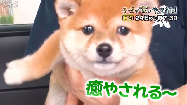 NHK『子犬が家にやってきた！〜パピーラブラブドキュメント〜』(c)NHK