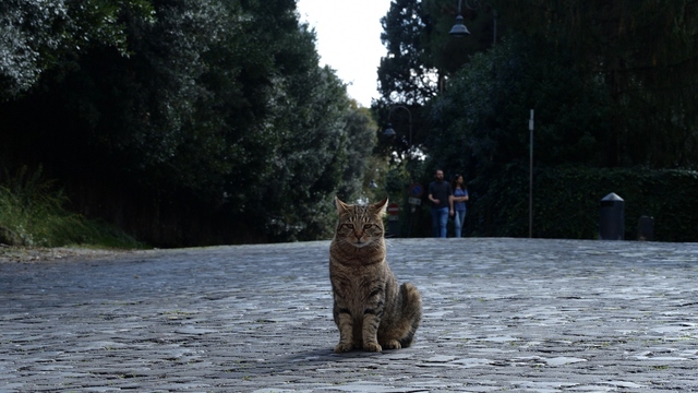 NHK『岩合光昭の世界ネコ歩き「ローマ」』