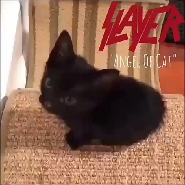 house_of_metall / Slayer - Angel of Cat