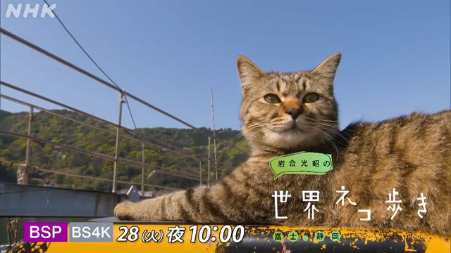 NHK『岩合光昭の世界ネコ歩き「富士・静岡」』