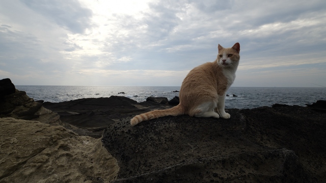 NHK『岩合光昭の世界ネコ歩き「三浦半島」』