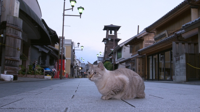 NHK『岩合光昭の世界ネコ歩き「川越・秩父」』