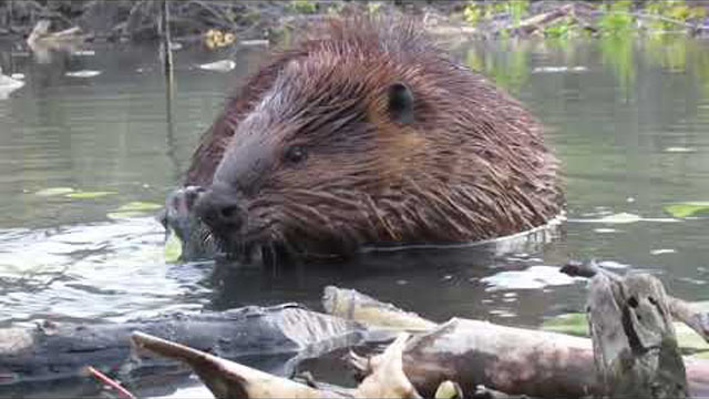 Close Up Footage of Beavers Eating in a Pond || ViralHog