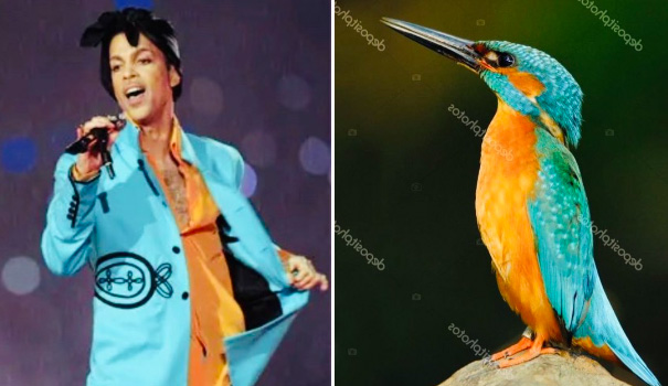 プリンスが着た服に似たカラフル鳥 を紹介するツイッターユーザーが話題に Amass