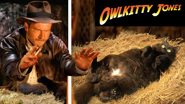 OwlKitty - Indiana Jones with My Cat