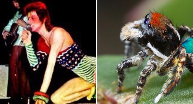 Amanda: David Bowie as spiders.
