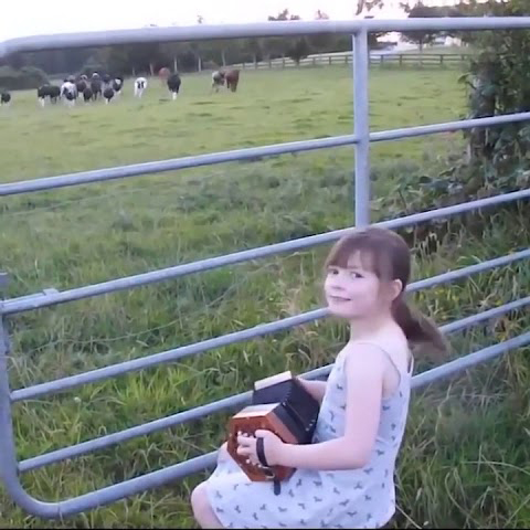 Cows absolutely adore accordion music