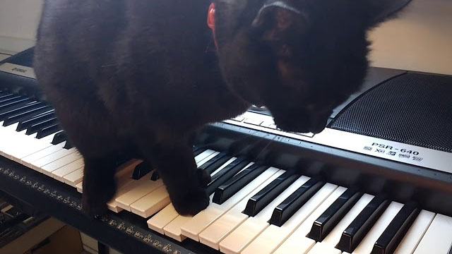 Loz Lomas + Cute Black Cat Mitzi Plays Scary Horror Movie Music On Piano Keyboard Synth