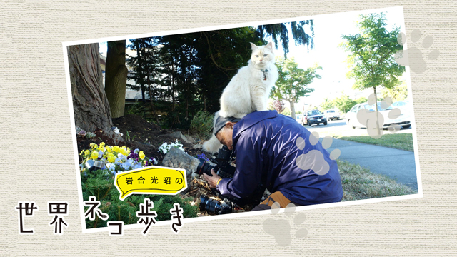 NHK『岩合光昭の世界ネコ歩き』