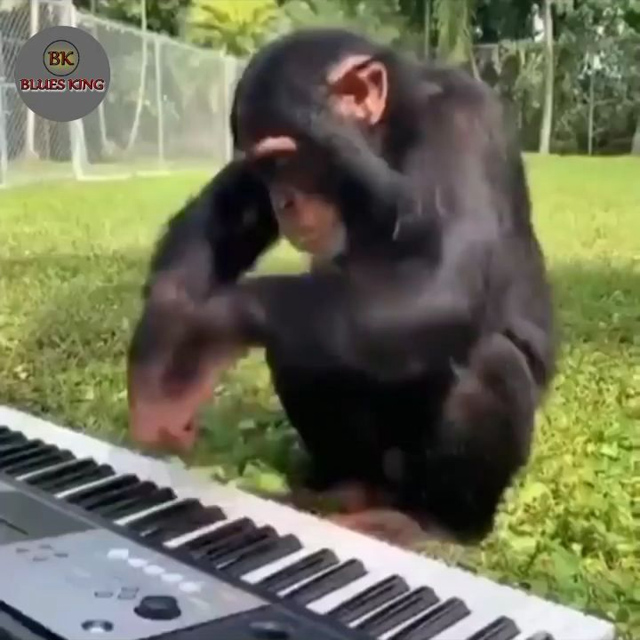 monkey plays piano