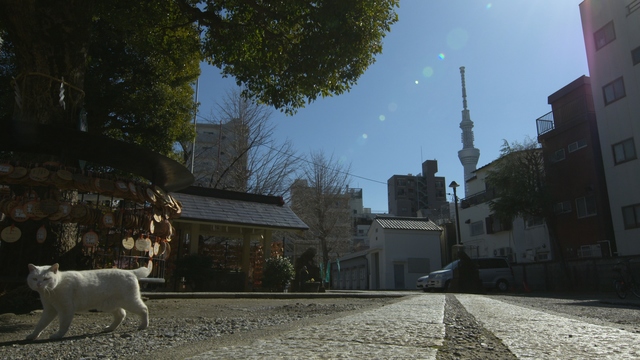 NHK『岩合光昭の世界ネコ歩き「東京 下町の匂いの中で」』(c)NHK