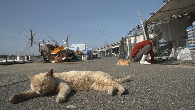 NHK『岩合光昭の世界ネコ歩き「福岡〜玄界灘・響灘〜」』