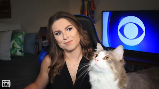 Cat interrupts CBS News Broadcast to Stare at a Fly!