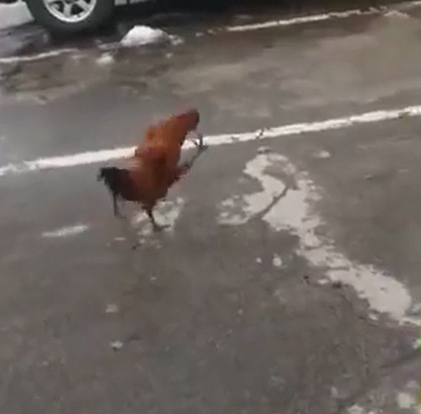German chicken - Silly Walks