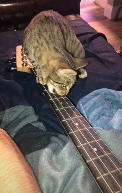 kitten can play bass