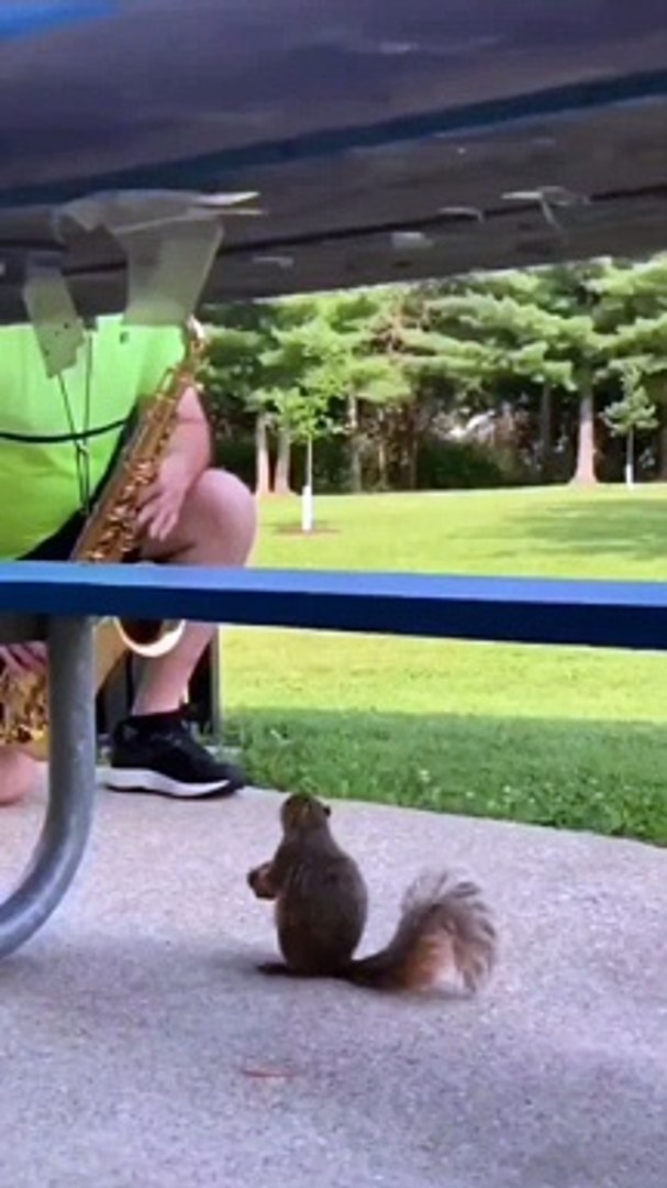 Squirrel Enjoys Listening to the Saxophone at the Park