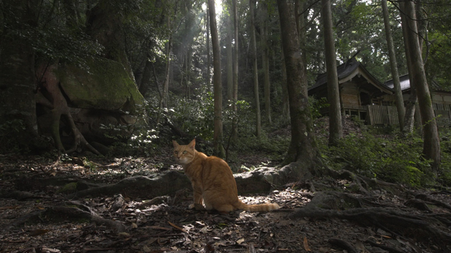 NHK『岩合光昭の世界ネコ歩き「和歌山」』