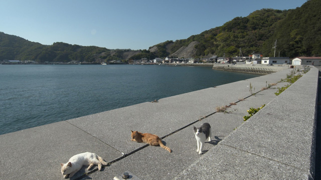 NHK『岩合光昭の世界ネコ歩き「松山・宇和島」』(c)NHK