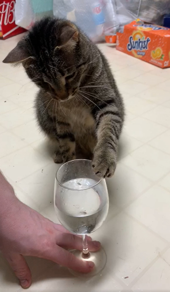 glass harp cat