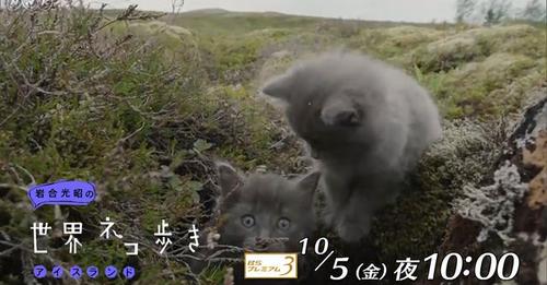 NHK『岩合光昭の世界ネコ歩き「アイスランド」』