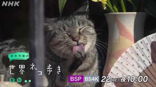 NHK『岩合光昭の世界ネコ歩き「愛知」』