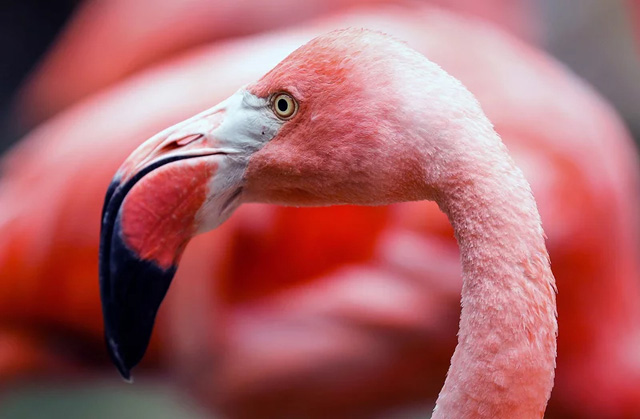 An image of a flamingo. This is not the flamingo that escaped from a Kansas zoo. - Brian Mumaw/500px/Getty Images