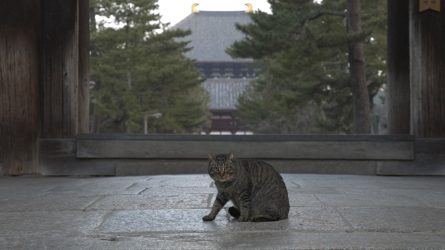 NHK『岩合光昭の世界ネコ歩き「奈良」』