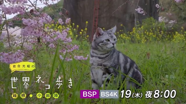 NHK『岩合光昭の世界ネコ歩き「箱根・小田原」』(c)NHK