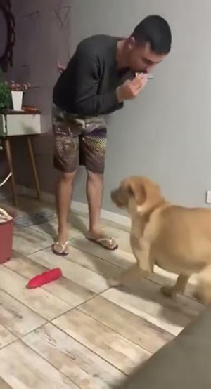 A man plays a harmonica and his dog jumps into hilarious happy dance