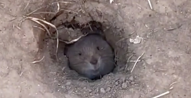 Gopher Pokes Head Out At Festival Concert