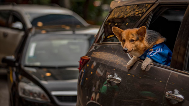 dog in a car - Image: Ezra Acayan/Getty Images)