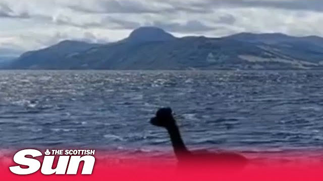 Loch Ness monster spotted or is it a cheeky Alpaca escaped from local sanctuary
