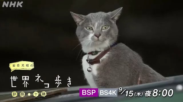 NHK『岩合光昭の世界ネコ歩き「釧路　十勝」』