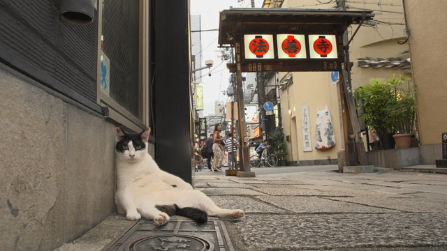 NHK『岩合光昭の世界ネコ歩き「大阪」』