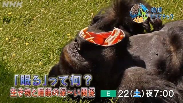 NHK「地球ドラマチック「『眠る』って何？　生き物と睡眠の深〜い関係」」