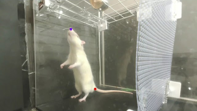Rats bop their heads to music just like humans