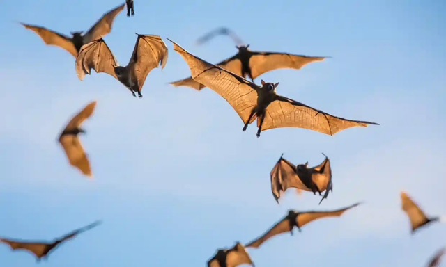 Bats - Photograph: Nature Picture Library/Alamy