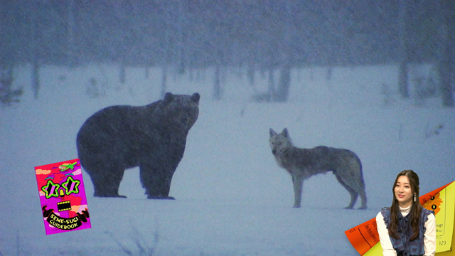 NHK『攻めすぎ世界旅行▽フィンランド×足立梨花&ナイツ土屋▽猛獣だらけのホテル』(c)NHK