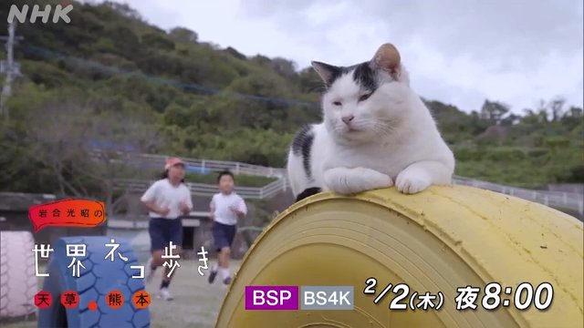 NHK『岩合光昭の世界ネコ歩き　天草・熊本』